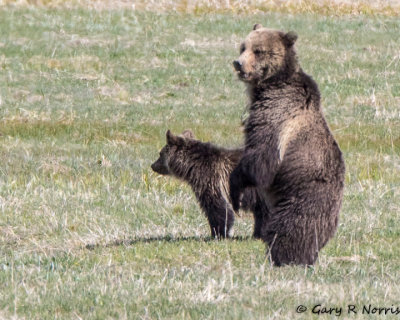 Bear, Grizzly G02 AL7A1742.jpg