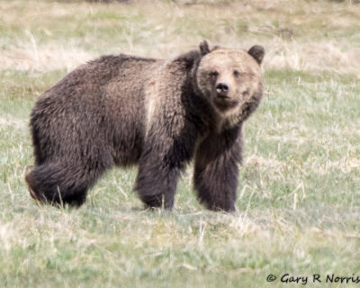 Bear, Grizzly G01 AL7A1795.jpg