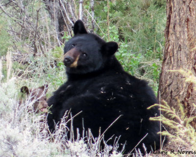 Bear, Glack R24IMG_4527.jpg