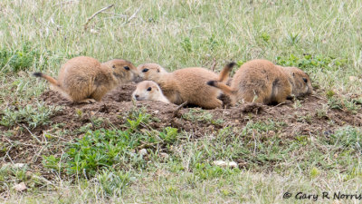 Prairie Dog IMG_4588.jpg