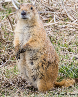 Prairie Dog IMG_4591.jpg