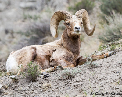 Sheep, Big Horn IMG_9060.jpg