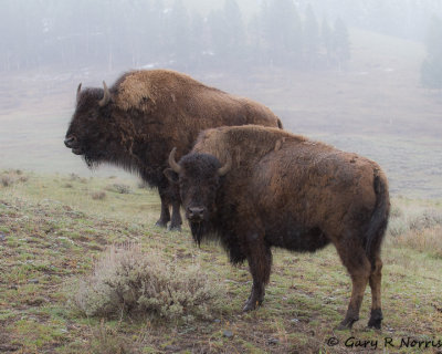 Bison IMG_9111.jpg
