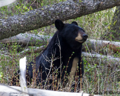Bear, Black R20 IMG_9237.jpg