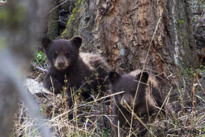 Bear, Black R19 IMG_9242.jpg