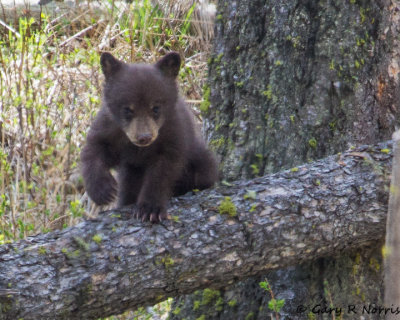 Bear, Black R16 IMG_9268.jpg