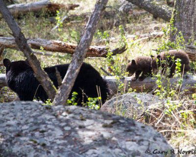 IBear, Black R14 MG_9306.jpg