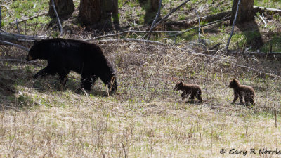 Bear, Black R13 IMG_9316.jpg