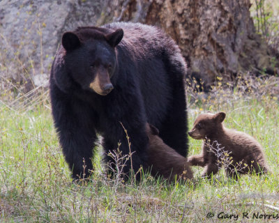 Bear, Black R11 IMG_9337.jpg