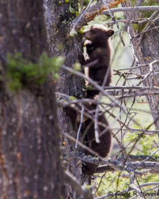 Bear, Black R10 IMG_9343.jpg