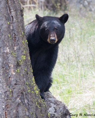 Bear, Black R10 IMG_9353.jpg
