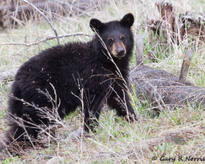 Bear, Black To9 IMG_9443.jpg
