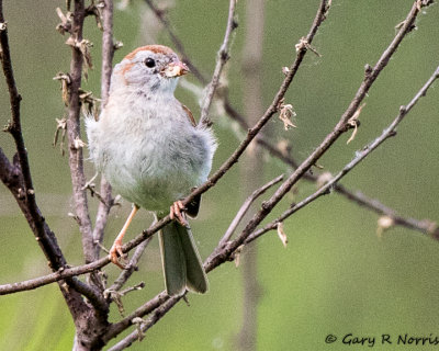 Sparrow, American Tree AL7A1837.jpg