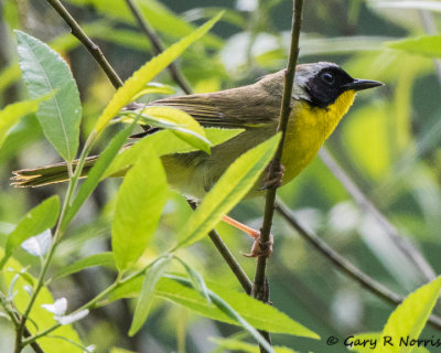 Yellowthroat, Common AL7A1868.jpg