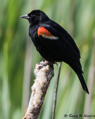 Blackbird, Red-winged AL7A1872.jpg