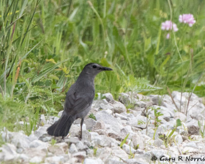 Catbird, Gray AL7A1897.jpg