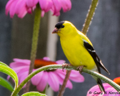 Goldfinch, American AL7A2013.jpg