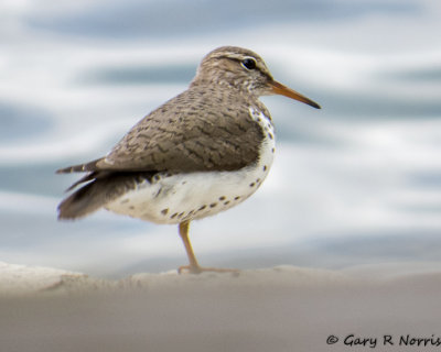 Sandpiper, Spotted IMG_4614.jpg