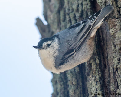 Nuthatch, White-breasted AL7A2124.jpg