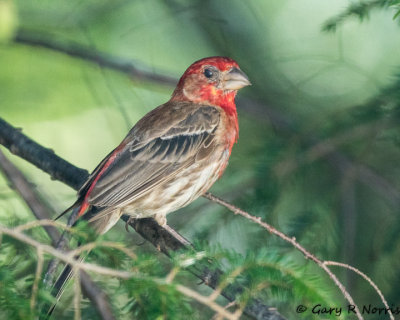 Finch, House AL7A2228.jpg