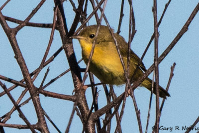 Yellowthroat, Common AL7A2268.jpg