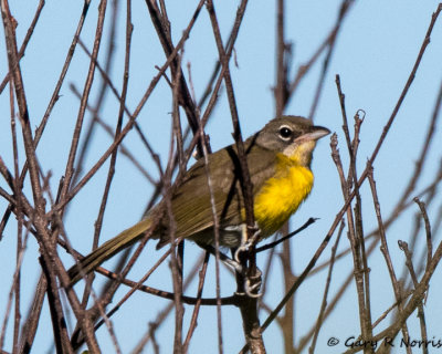 Chat, Yellow-breasted AL7A2276.jpg