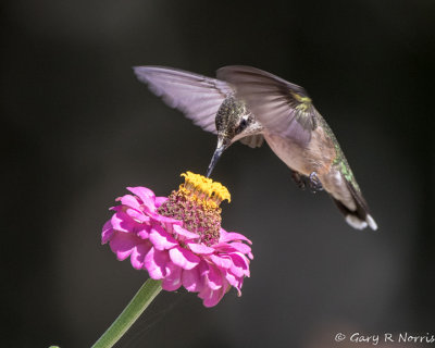 Hummingbird, Ruby-throated AL7A2318.jpg