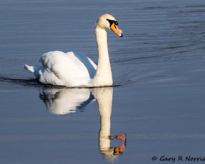 Swan, Mute AL7A2858.jpg