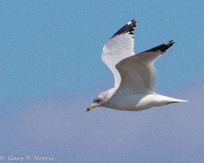 Gull, Ring-billed AL7A3280.jpg