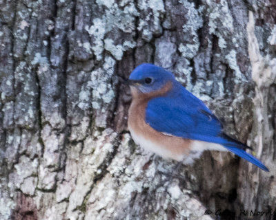 Bluebird, Eastern AL7A3286.jpg