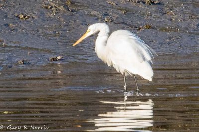 Egret, Snowy AL7A3369.jpg