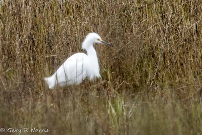 Egret, Snowy AL7A3427.jpg