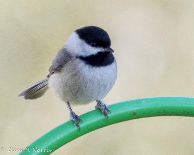 Chicadee, Carolina AL7A3450.jpg