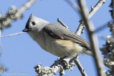 Titmouse, Norther Tufted AL7A3481-Edit.jpg