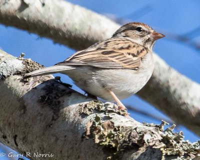 Sparrow, Chipping AL7A3486.jpg