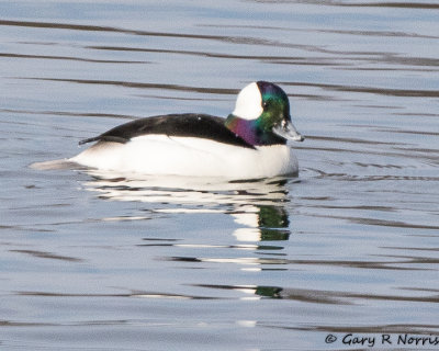 Buffelhead AL7A3545.jpg