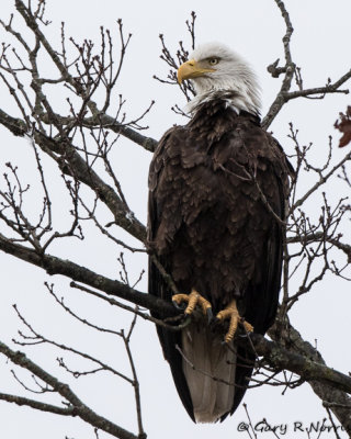 Eagle, Bald AL7A3608.jpg