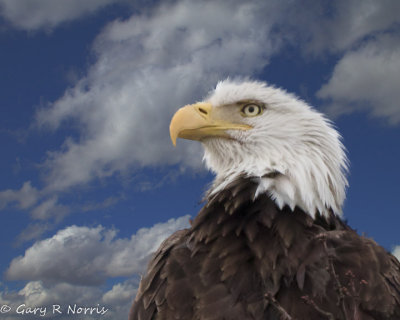 Eagle, Bald AL7A3613-Edit.jpg