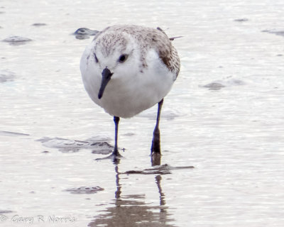 Sanderling IMG_4759-Edit.jpg