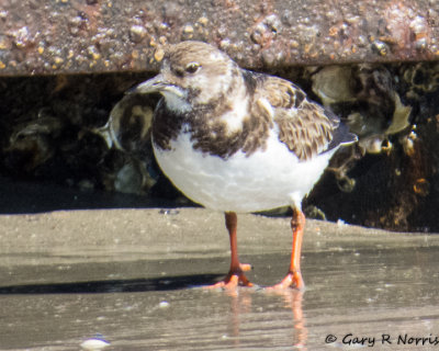 Turnstone, Rudy IMG_4799.jpg