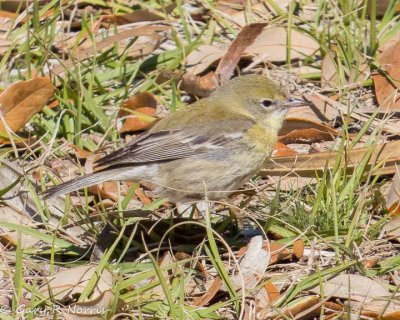 Warbler, Pine IMG_4811.jpg