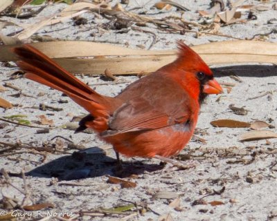 Cardinal, Northern IMG_4815.jpg