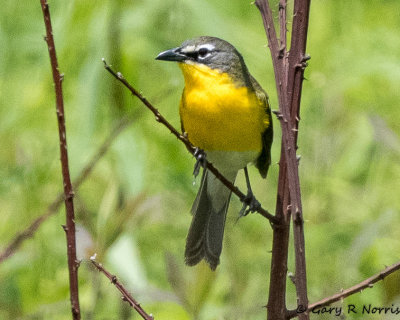 Chat, Yellow-breasted AL7A4495.jpg