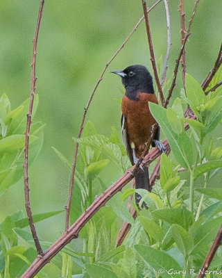 Oriole, Orchard AL7A4503.jpg