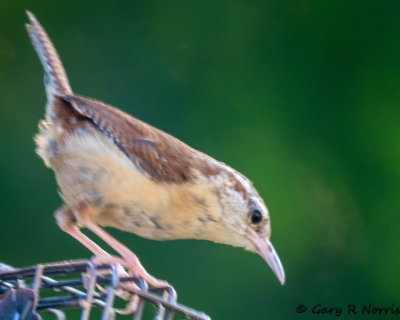 Wren, Carolina AL7A4722.jpg