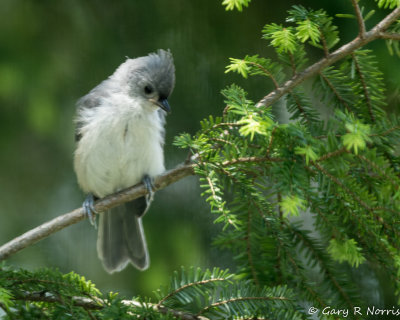 Titmouse, Tufted AL7A4740.jpg