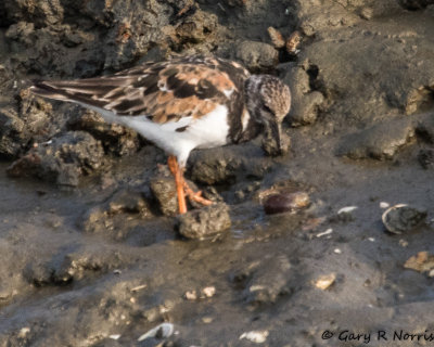 Turnstone, Ruddy AL7A4904.jpg