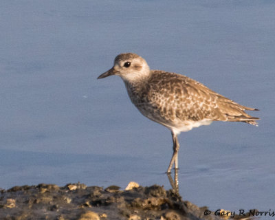 Plover, Black-bellied AL7A4925.jpg