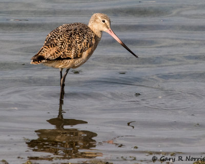 Godwit, Marbled AL7A5009.jpg