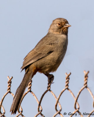 Towhee, California AL7A5029.jpg